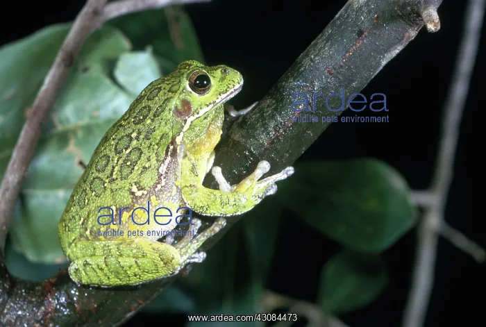 : Barking Tree Frog : Barking Tree Frog