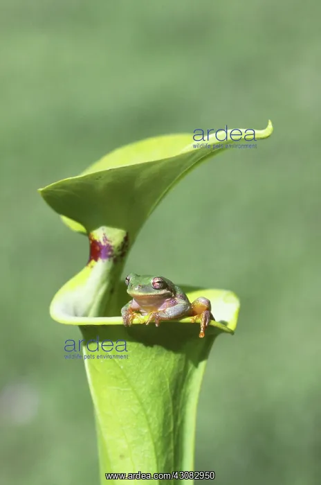 : Barking Tree Frog on Pitcher Plant : Barking Tree Frog on Pitcher Plant