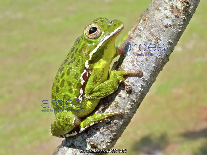 : Barking Treefrog : Barking Treefrog