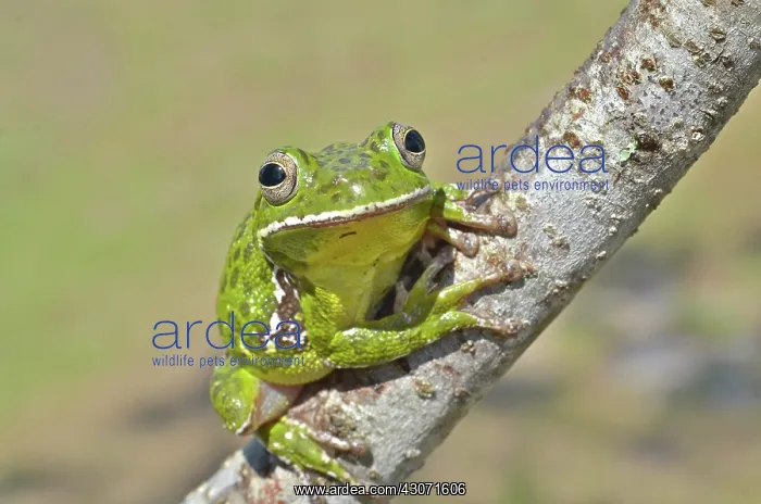 : Barking Treefrog : Barking Treefrog