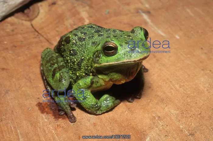 : Barking Treefrog : Barking Treefrog