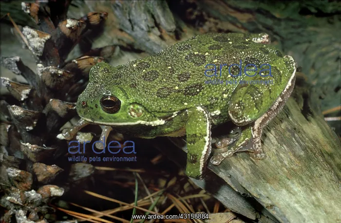 : Barking Treefrog : Barking Treefrog
