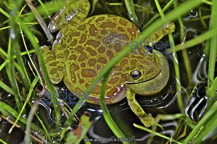 : Barking Treefrog : Barking Treefrog