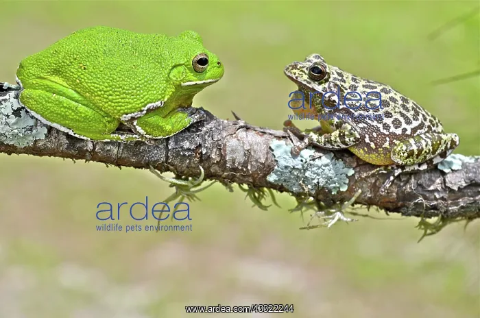 : Barking Treefrog : Barking Treefrog