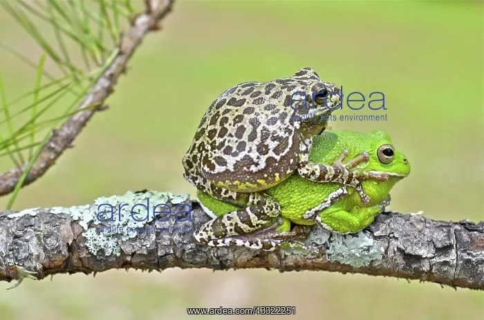 : Barking Treefrog : Barking Treefrog