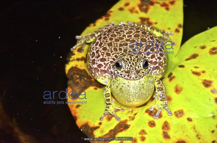 : Barking Treefrog : Barking Treefrog