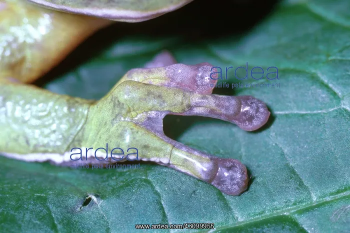 : Barking Treefrog Foot : Barking Treefrog Foot