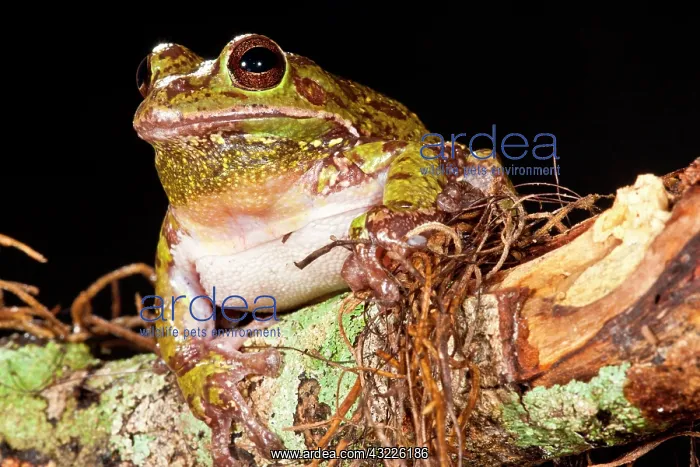: Barking Treefrog Hyla gratiosa Native to : Barking Treefrog Hyla gratiosa Native to
