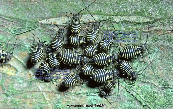 : Barklice Tree Bugs : Barklice Tree Bugs