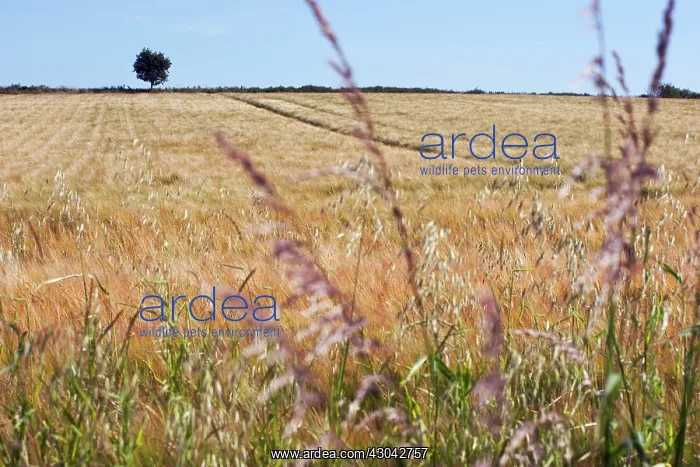 : Barley, Hordeum vulgare : Barley, Hordeum vulgare