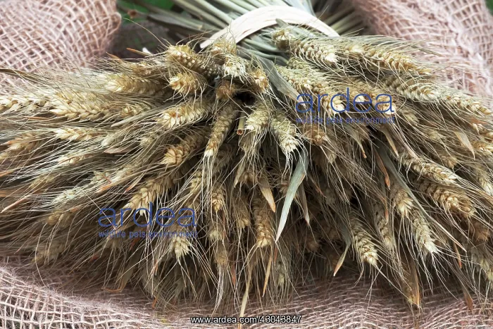 : Barley, Hordeum vulgare : Barley, Hordeum vulgare