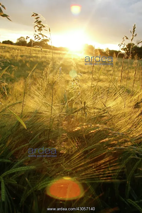 : Barley, Hordeum : Barley, Hordeum