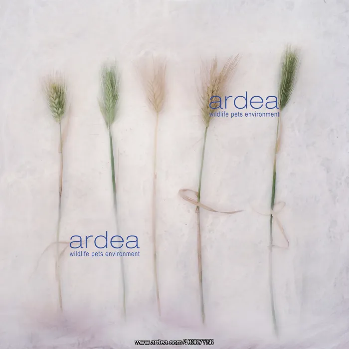 : Barley, Hordeum. Digitally manipulated image of five stems of Barley against softened : Barley, Hordeum. Digitally manipulated image of five stems of Barley against softened