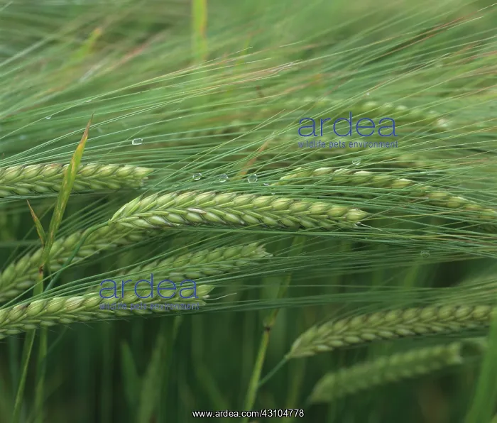 : Barley. A two row barley variety with rain drops on the ears and awns : Barley. A two row barley variety with rain drops on the ears and awns