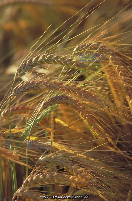 : Barley : Barley
