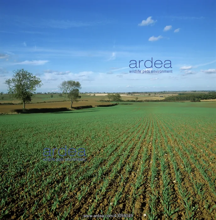 : Barley crop : Barley crop