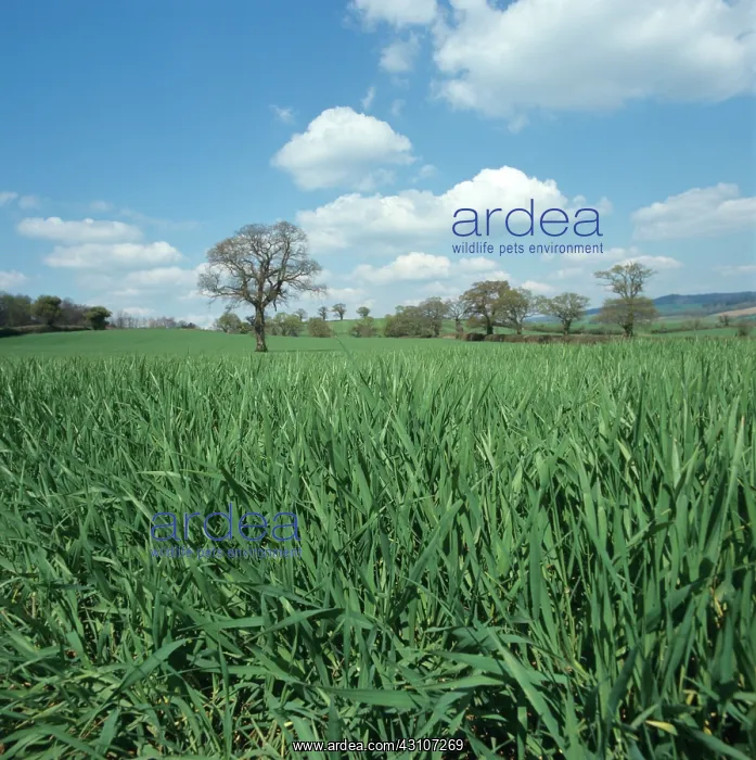 : Barley crop : Barley crop