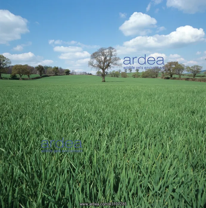 : Barley crop : Barley crop