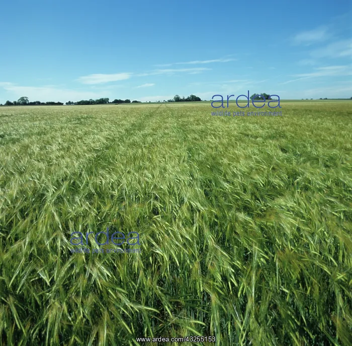 : Barley crop : Barley crop