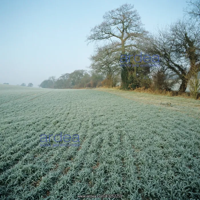 : Barley crop covered in frost : Barley crop covered in frost