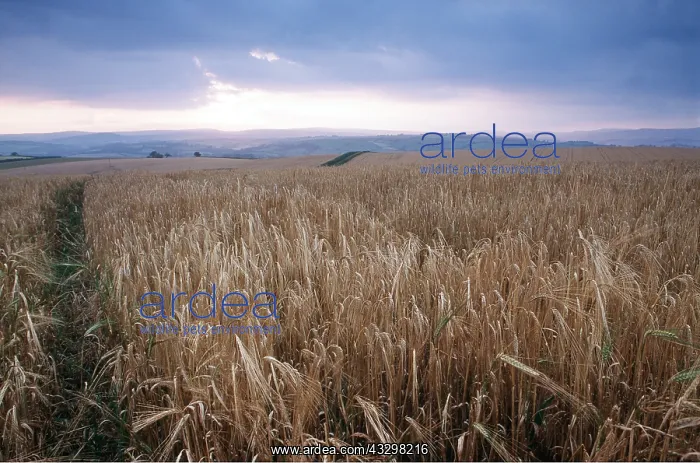 : BARLEY CROP - at dusk : BARLEY CROP - at dusk