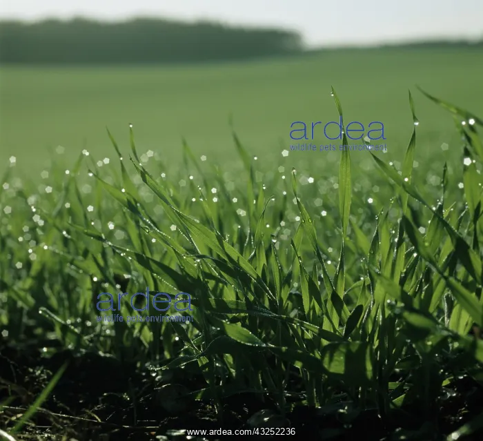 : Barley crop at ground level with dew : Barley crop at ground level with dew