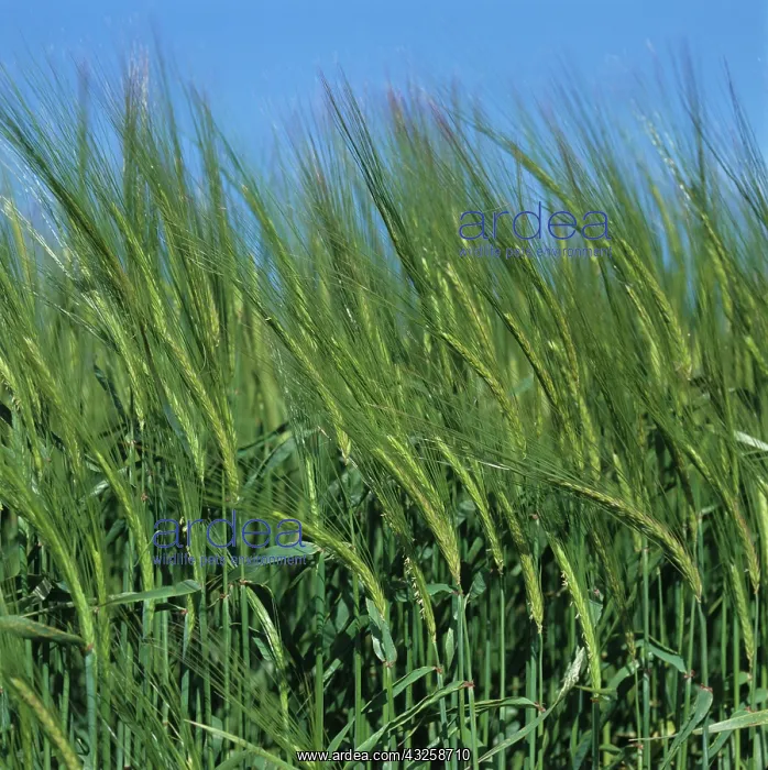 : Barley crop (Hordeum vulgare) : Barley crop (Hordeum vulgare)