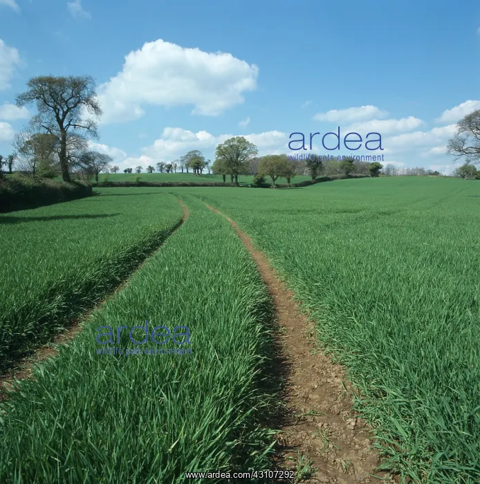 : Barley crop in spring : Barley crop in spring