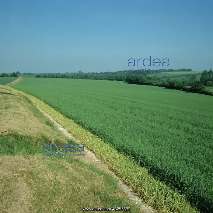 : Barley crop with sterile strip headland : Barley crop with sterile strip headland