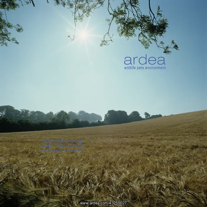 : Barley crop under a summer sun : Barley crop under a summer sun