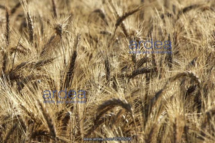: Barley - in field : Barley - in field