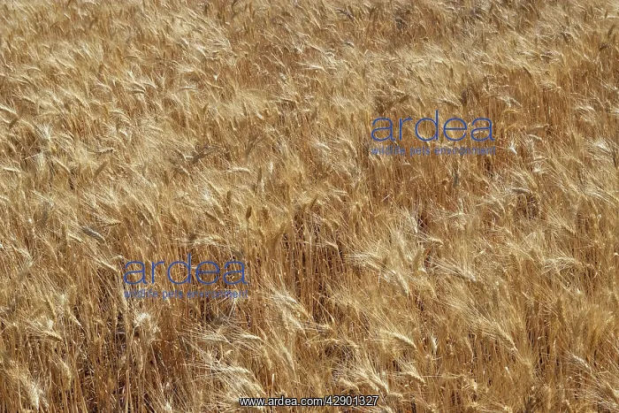 : Barley - in field : Barley - in field