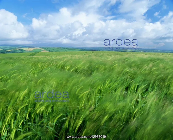 : Barley field - with blue sky & clouds : Barley field - with blue sky & clouds