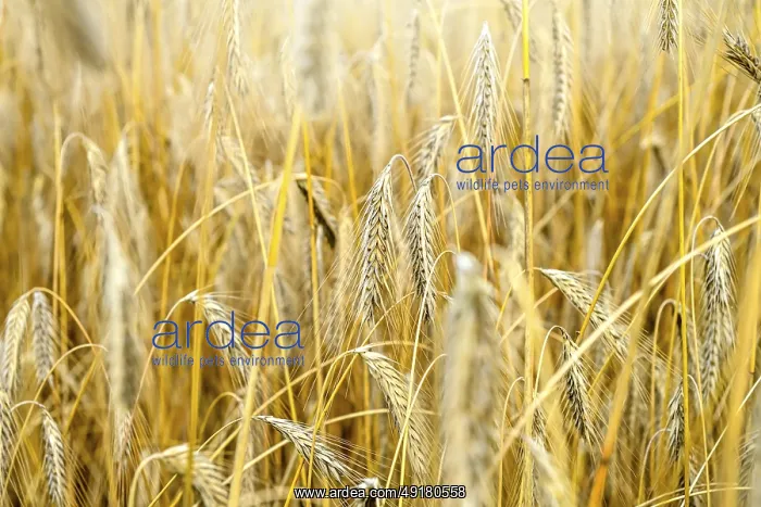 : Barley field in Hamburg, Germany : Barley field in Hamburg, Germany