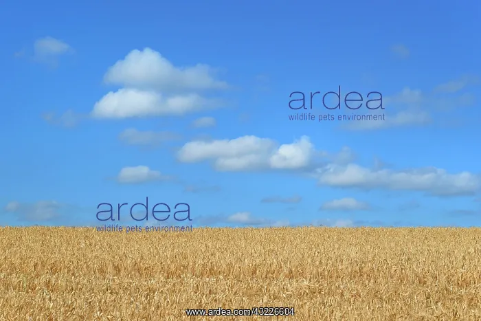 : Barley field (Hordeum vulgare) in front of blue : Barley field (Hordeum vulgare) in front of blue