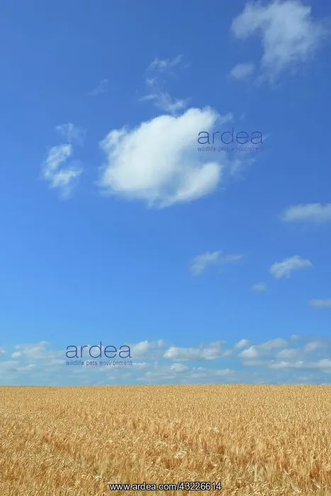 : Barley field (Hordeum vulgare) in front of blue : Barley field (Hordeum vulgare) in front of blue