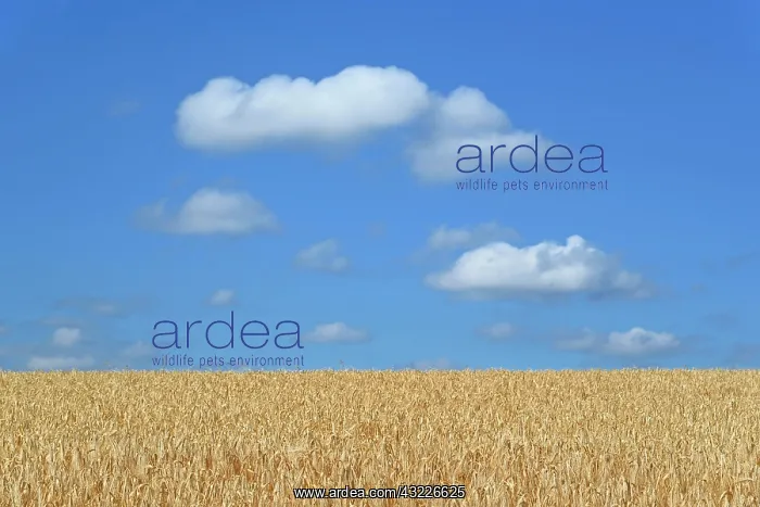 : Barley field (Hordeum vulgare) in front of blue : Barley field (Hordeum vulgare) in front of blue