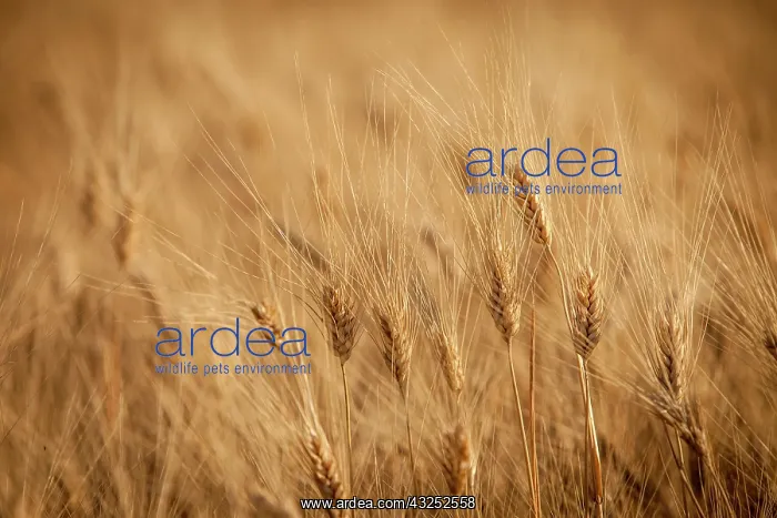 : Barley field in Provence, France : Barley field in Provence, France