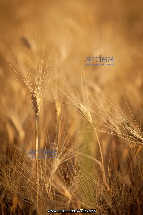  : Barley field in Provence, France