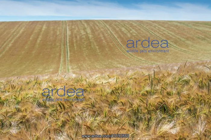 : Barley field in summer, Pas de Calais, France : Barley field in summer, Pas de Calais, France