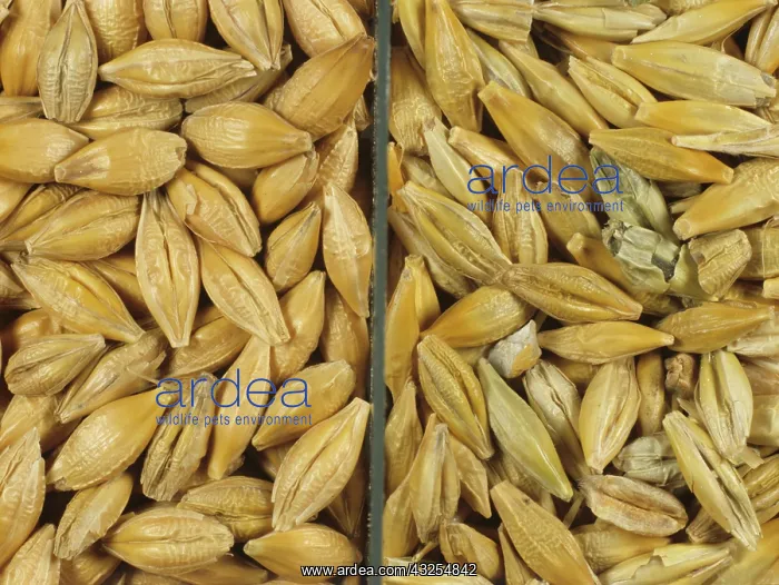 : Barley grain from healthy and diseased crops : Barley grain from healthy and diseased crops