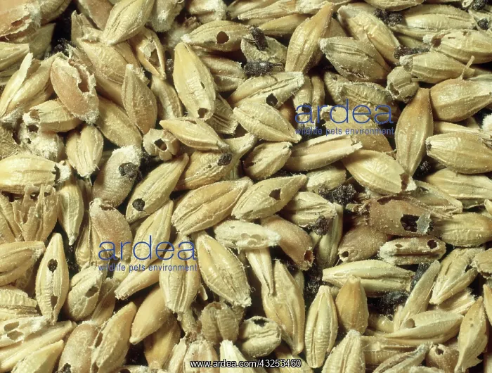 : Barley grain weevil : Barley grain weevil