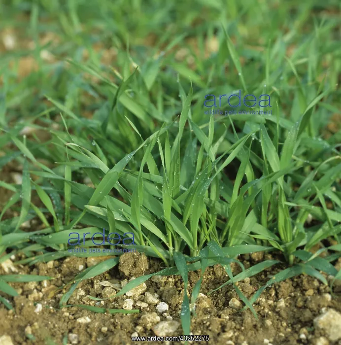 : Barley at growth stage 22 : Barley at growth stage 22