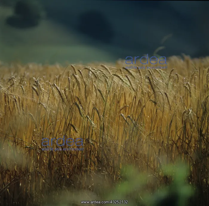 : Barley (Hordeum vulgare) : Barley (Hordeum vulgare)