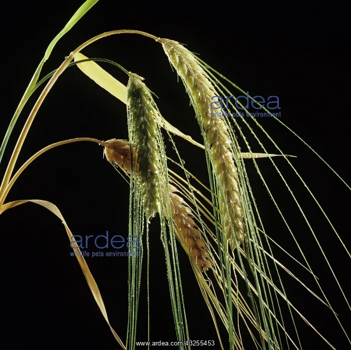 : Barley (Hordeum vulgare) : Barley (Hordeum vulgare)
