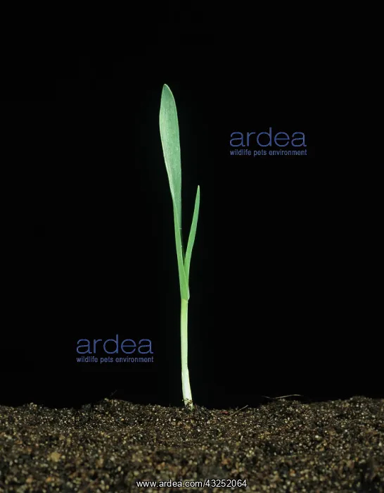 : Barley (Hordeum vulgare) seedling : Barley (Hordeum vulgare) seedling
