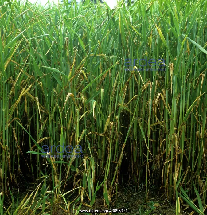: Barley leaf blotch : Barley leaf blotch