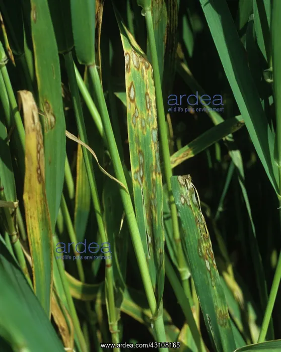 : Barley leaf blotch leaf lesions : Barley leaf blotch leaf lesions