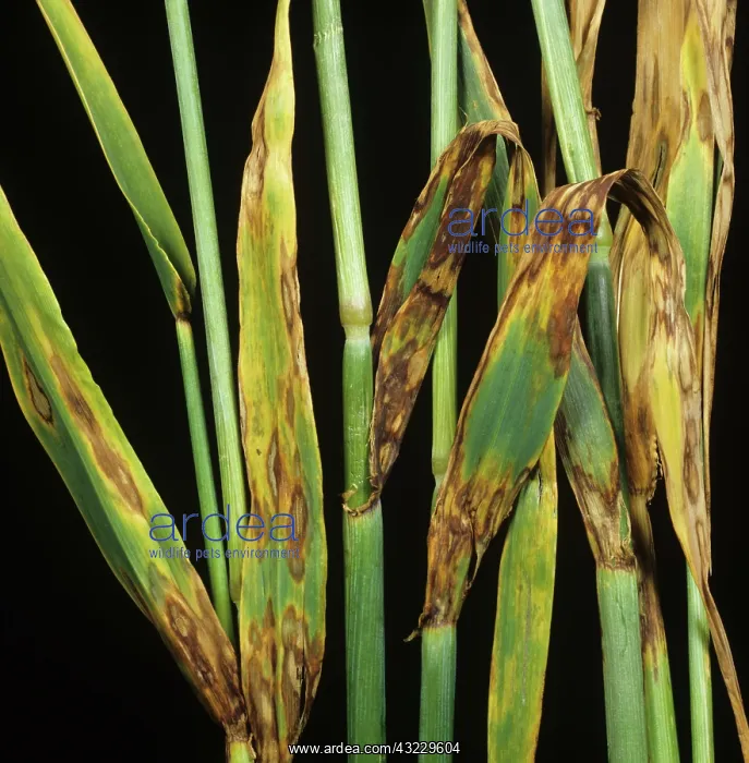 : Barley Leaf Blotch (Rhynchosporium secalis) : Barley Leaf Blotch (Rhynchosporium secalis)