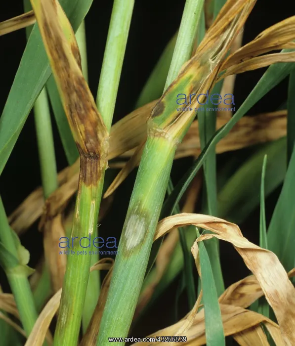 : Barley Leaf Blotch (Rhynchosporium secalis) : Barley Leaf Blotch (Rhynchosporium secalis)